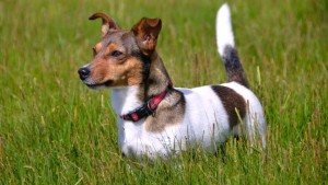 cane-Jack-russell