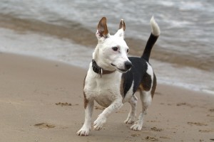 jack-russell-1467243_640