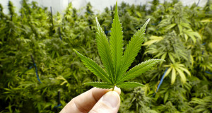 marijuana-pot-weed-WEB