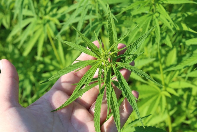 cannabis-pianta-medicinale-onu