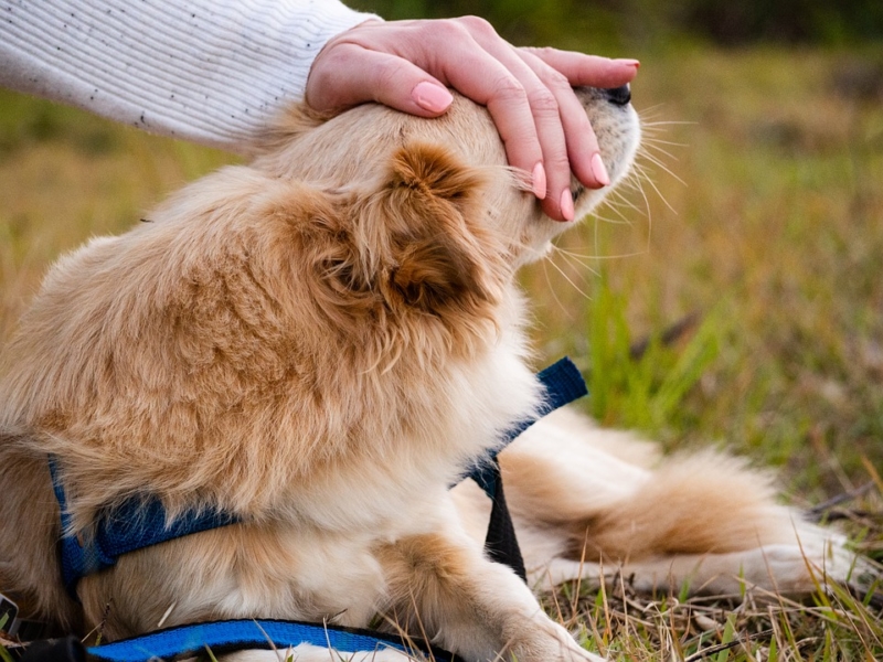 pet-therapy-benefici-persone