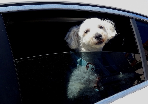 cane chiuso in macchina