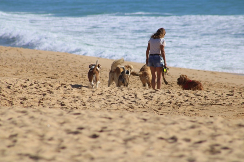 spiaggia-aperta-cani-tar
