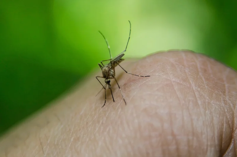contromisure italia allarme dengue