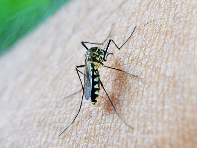 virus-dengue-italia