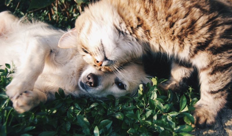 regolamento-europeo-benessere-cani-gatti-veterinari-italiani